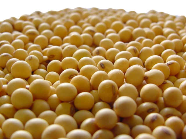 SOJA BLANCA KG