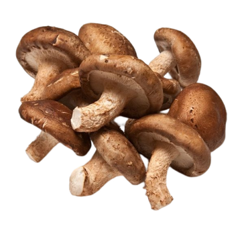 SETAS SHIITAKE KG ESPAÑA