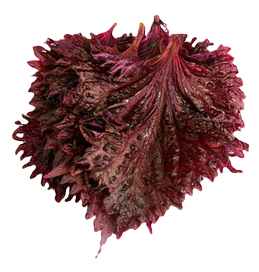 INFUSION SHISO ROJO KG