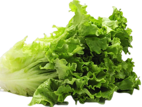 LECHUGA MALAGA UNIDAD