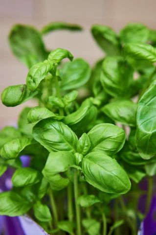 ALBAHACA FRESCA MANOJO COIN